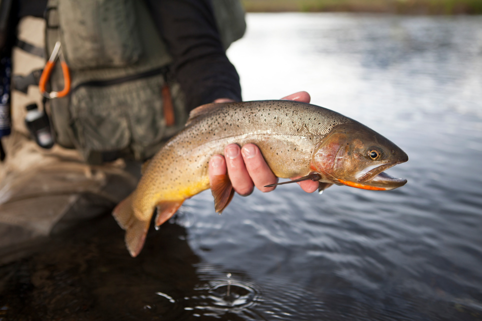 Trout